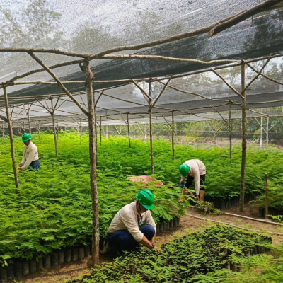 Nursery 02